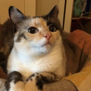 Meet your Posher, Camille